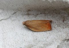 Chequered Fruit-tree Tortrix (Pandemis corylana)