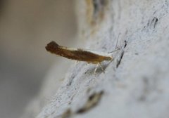 Argyresthia albistria