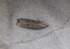 Scotch Crest (Dichomeris juniperella)