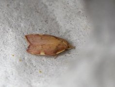 Long-horned Flat-body (Carcina quercana)