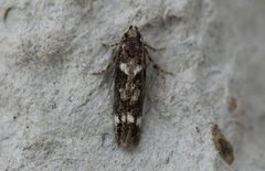 Caryocolum vicinella