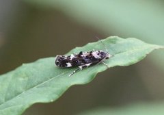 Large Dark Cosmet (Mompha conturbatella)