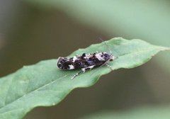 Mompha conturbatella