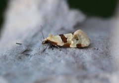 Thistle Conch (Aethes cnicana)