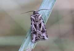 Archer's Dart (Agrotis vestigialis)