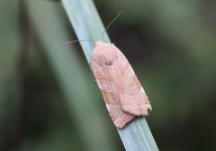 Broad-bordered Yellow Underwing (Noctua fimbriata)