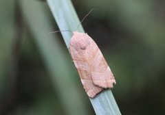 Bredbåndfly (Noctua fimbriata)