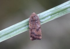 Least Yellow Underwing (Noctua interjecta)