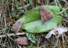 Least Yellow Underwing (Noctua interjecta)