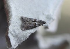 Liten eikesmalmott (Acrobasis consociella)