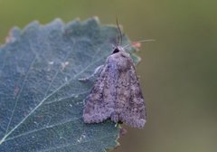 Rødlig løvfly (Parastichtis suspecta)