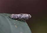 Streket eikesmalmott (Phycita roborella)