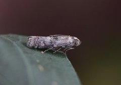 Dotted Oak Knot-horn (Phycita roborella)