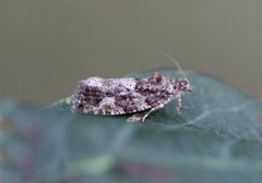 Diamond-back Marble (Eudemis profundana)