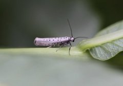 Smørbukkspinnmøll (Yponomeuta sedella)