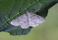 Klipperingmåler (Gnophos obfuscata)