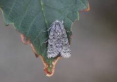 Blågrått kveldfly (Acronicta euphorbiae)