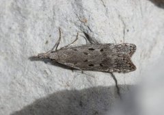 Scotch Crest (Dichomeris juniperella)