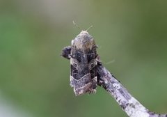 Broad-bordered Yellow Underwing (Noctua fimbriata)