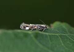 Large Dark Cosmet (Mompha conturbatella)