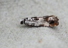 Marbled Bell (Eucosma campoliliana)