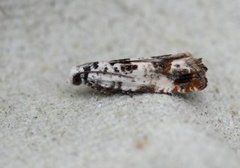 Landøydaengvikler (Eucosma campoliliana)