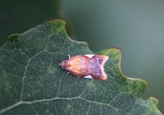 Rød flatvikler (Acleris holmiana)