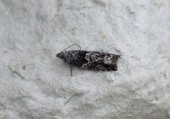 Raklekveldvikler (Epinotia nisella)