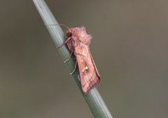 Hvitflekkgressfly (Mythimna conigera)