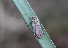 Variabelt sandjordfly (Euxoa cursoria)