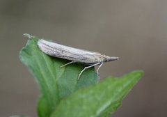 Sandhill Knot-horn (Anerastia lotella)