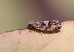 Spruce Bud Moth (Zeiraphera ratzeburgiana)