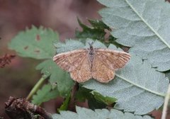 Brun buemåler (Macaria brunneata)