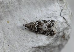 Small Grey (Eudonia mercurella)