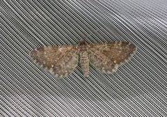 Arvedvergmåler (Eupithecia pygmaeata)