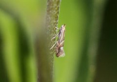 Phyllonorycter heringiella