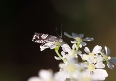 Triple-stripe Piercer (Grapholita compositella)