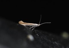 Lotus Case-bearer (Coleophora discordella)