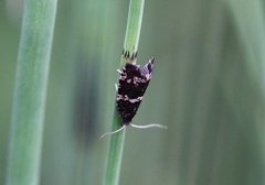 Snelleprydvikler (Celypha tiedemanniana)