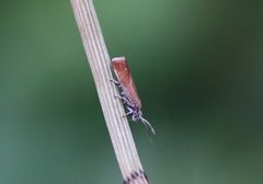 Rødflekket kveldvikler (Epinotia cruciana)