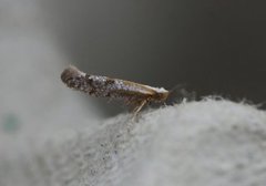 Juniper Argent (Argyresthia dilectella)