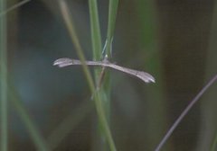 Tveskjeggveronikafjærmøll (Stenoptilia pterodactyla)