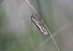 Scarce Grass-veneer (Crambus pratella)