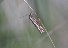 Tannebbmott (Crambus pratella)