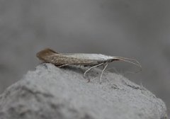 White Sallow Case-bearer (Coleophora albidella)