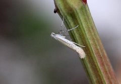 Aspilapteryx tringipennella