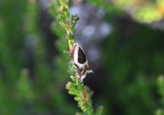 Vikkesigdvikler (Ancylis badiana)