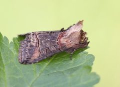 Brungult neslefly (Abrostola triplasia)