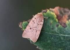 Rettlinjet høstfly (Agrochola macilenta)