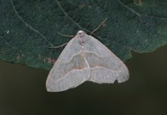 Barred Red (Hylaea fasciaria)